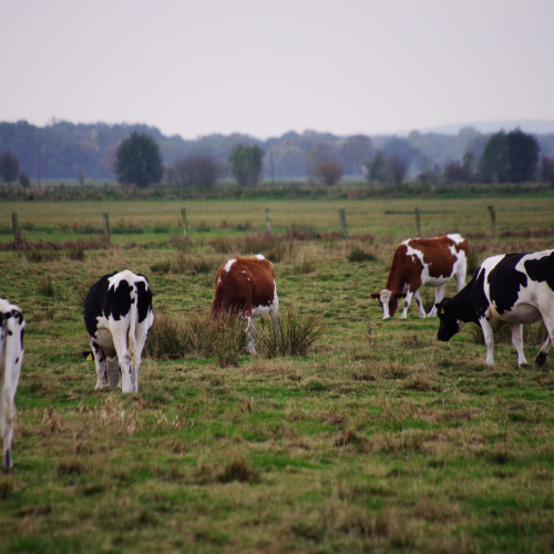 Dairy farmer working